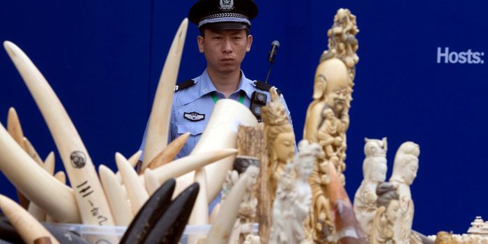 China Introduces Ban on Ivory