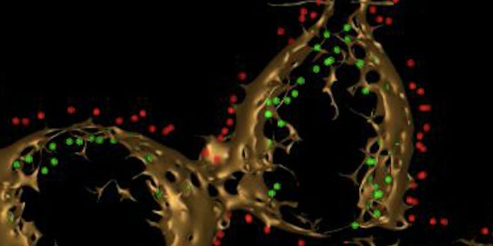 Towards the Creation of Living Machines