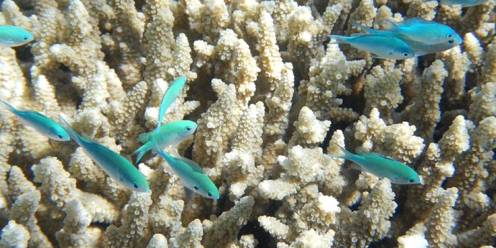 The Great Barrier Reef is Disappearing, and Here's Why