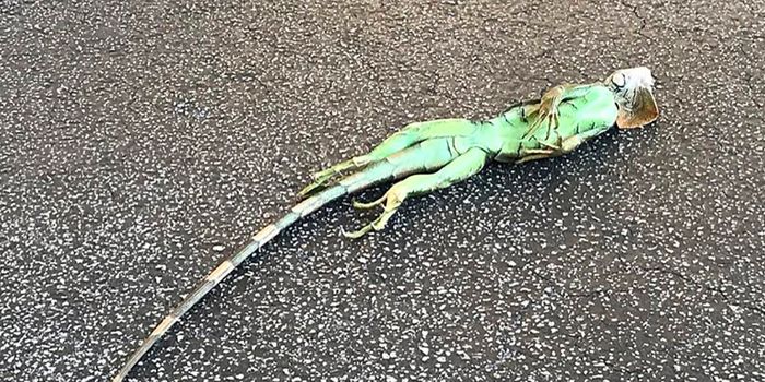 South Florida's Cold Spell Caused Iguanas to Fall Out of Trees