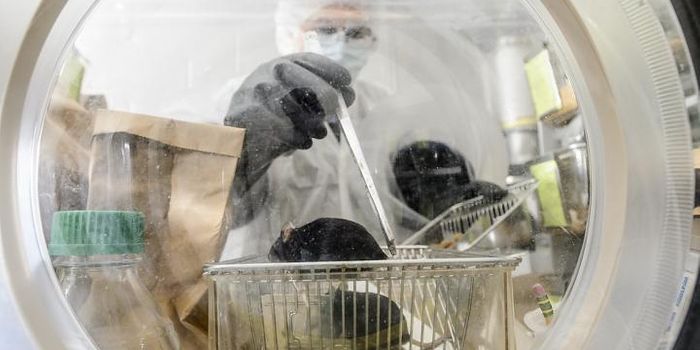 Gene Expression Shown to be Influenced by Gut Microbiome