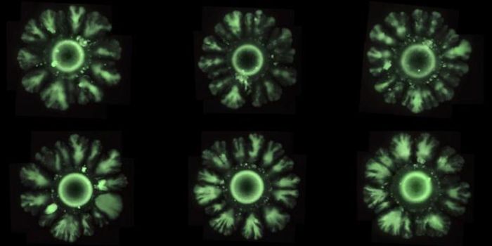 Using Synthetic Biology to Reimagine Development