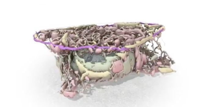 Explore a Human Cell with an Interactive Website