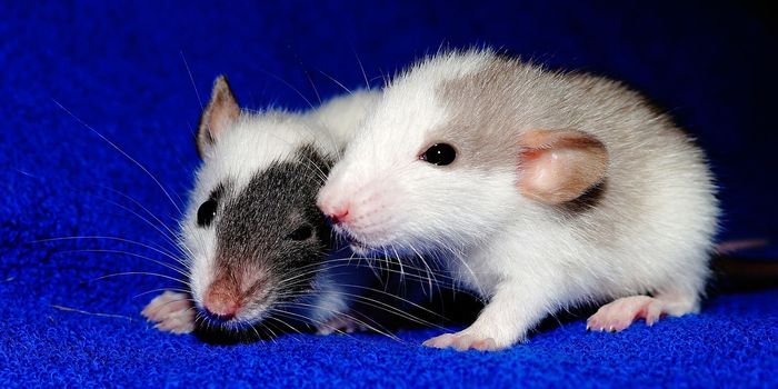Rats Reciprocate Favors Just Like Humans Do