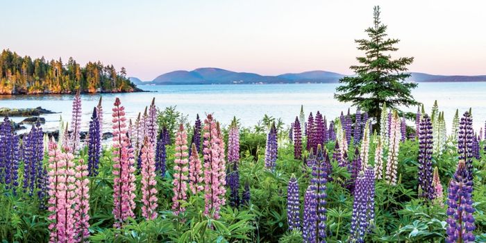 The real story behind Maine's lupines and Miss Rumphius
