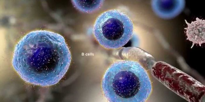 Transcriptional Repressor Responsible for B Lymphocyte Identity