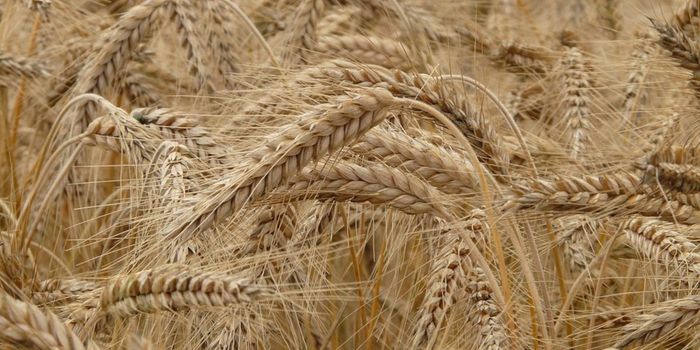 Wild Wheat Genes are the Answer to Climate Change Food Shortage