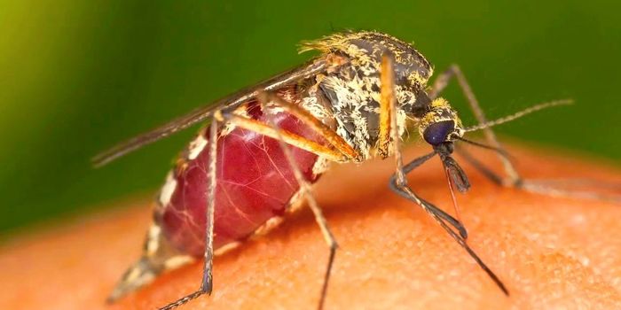 Why do mosquitoes like to bite ME?!