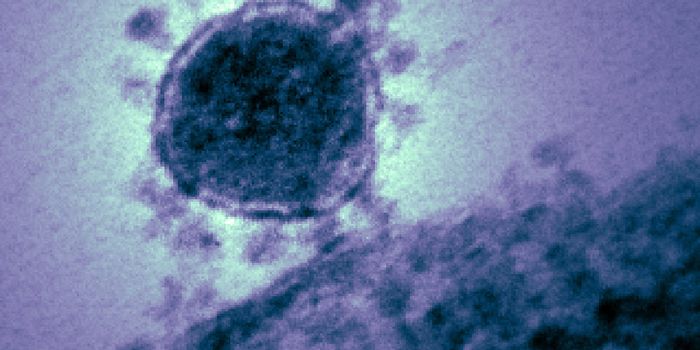Is Coronavirus Spillover More Common Than We Knew?