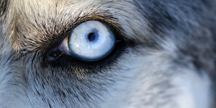 Some Dogs and Primates Can Sense Magnetic Fields