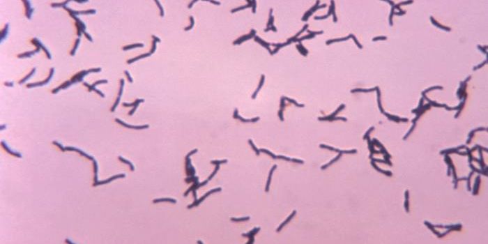 Gut Bacteria Connected to Heart Transplant Success - or Failure