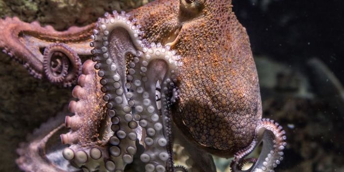 Giant Genes Seem to be Crucial to Nervous System Evolution