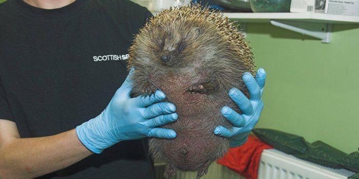 Scottish SPCA Rescues and Treats a Beach Ball-Sized Hedgehog