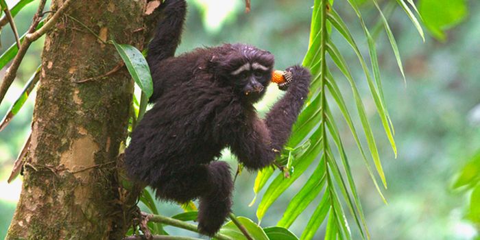 New Species of Gibbon Discovered and Named After Luke Skywalker