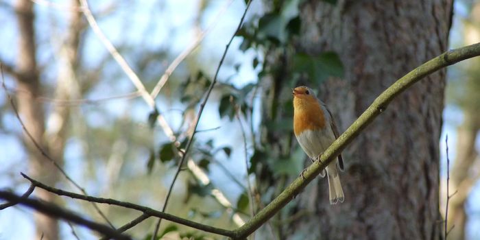 Birds Are Getting Louder to Hear Each Other Over Traffic Noise