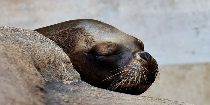 Experts Probe Sudden Deaths of 130+ Baikal Seals in Russia