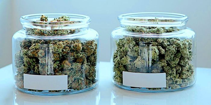 No Difference Between Indica and Sativa Cannabis Strains