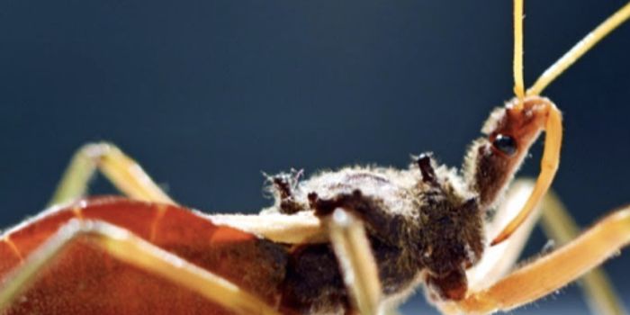 The Therapeutic Potential of Venoms