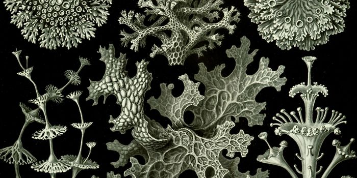 Lichen's third wheel