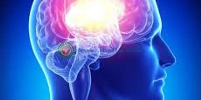 Anti-Epileptic Stem Cells