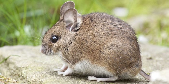 Blood from Physically-active Boosts Memory in Sedentary Mice