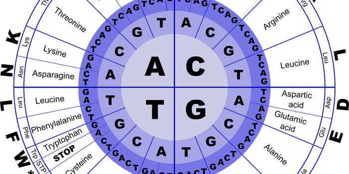 Amino Acid Helps to Promote T cells
