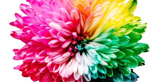 Using Colors To Track The Spread of Drug Particles