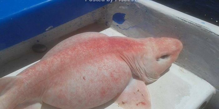 Fishermen Catch Odd-Looking Pink Creature