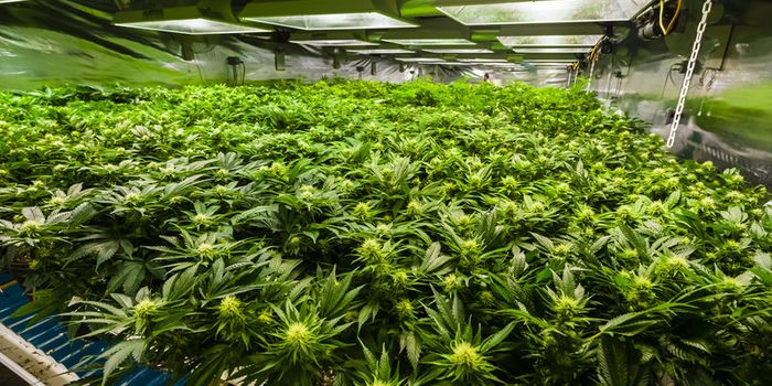 Cannabis-Based Therapy Drug For The Treatment of Epilepsy