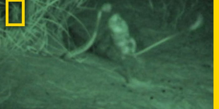 Watch This Kangaroo Rat Defend Itself Against a Snake Strike in Slow Motion