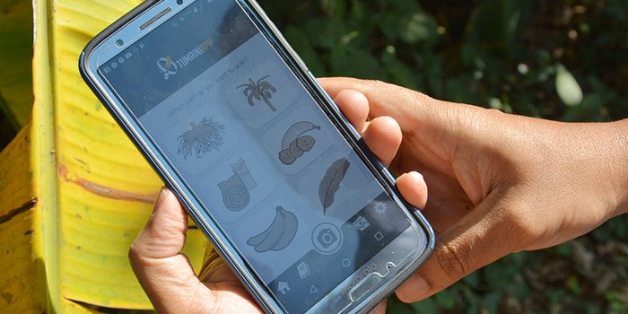 An App 'Tumaini' Detects Banana Disease