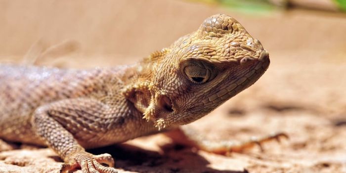 How Caffeine Can Aid Lizard Conservation Efforts