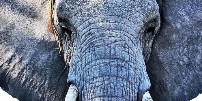 'Zombie' gene returns to life and kills cancer in elephants