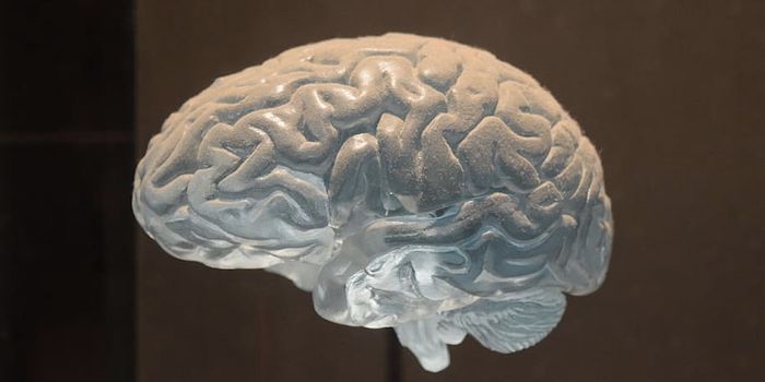 Learning More About How Folds Form in the Developing Brain