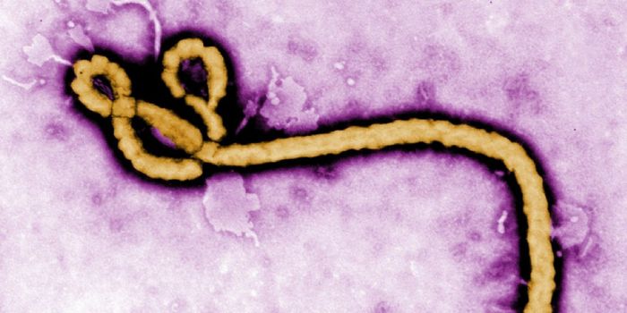Ebola's Comeback of 2017