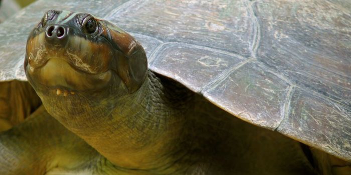 Conservation Efforts Are Helping Amazon Turtle Populations Bounce Back