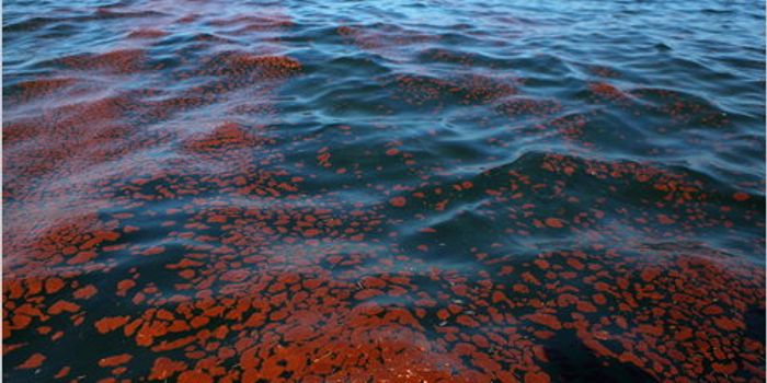 Oil Dispersants Hinder Oil-Degrading Bacteria