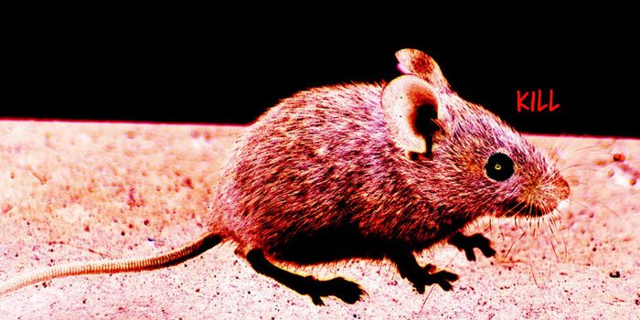 Scientists turn violent rage on and off in mice