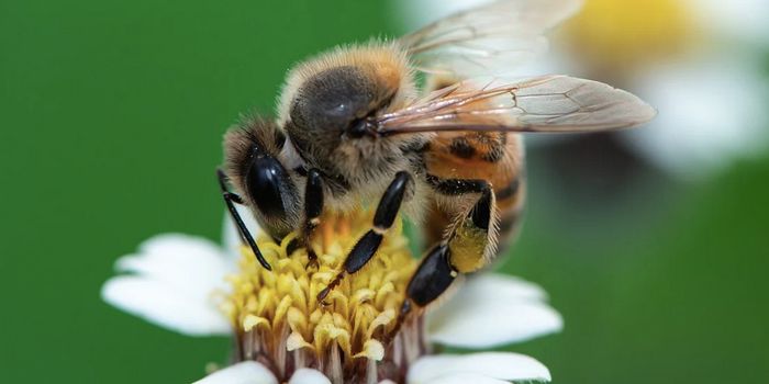 Killer Bee Beer? You Bet It's Been Brewed
