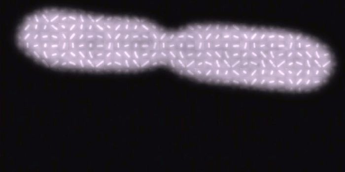 Bacterial Cells Have a Fundamental Size