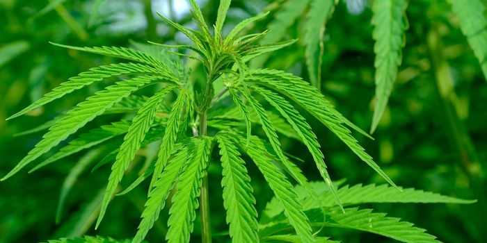 Teen Mental Health: A Key Factor in Transitioning from Vaping to Cannabis Use