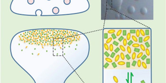 Post Synaptic Density Formation and the Connection to Autism