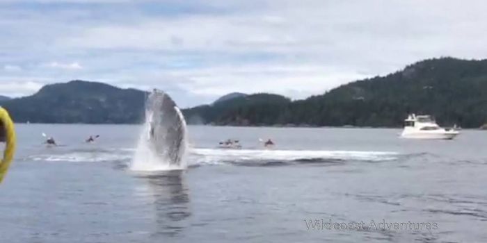 Watch: Boaters and Kayakers Surprised by Breaching Humpback Whale