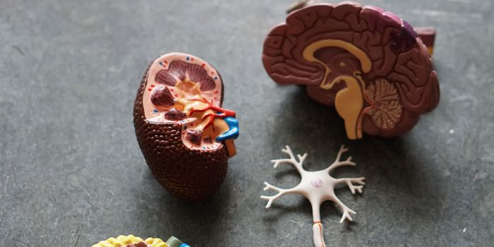 Bio-printing Lab Grown Kidneys