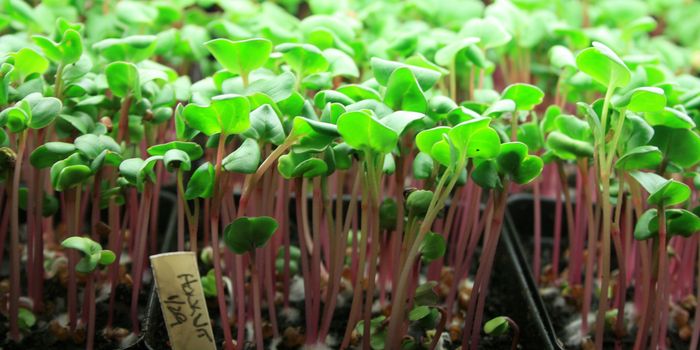 Eat Your "Microgreens" For A Healthy Heart