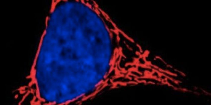 Cell Stress Elongates Mitochondria