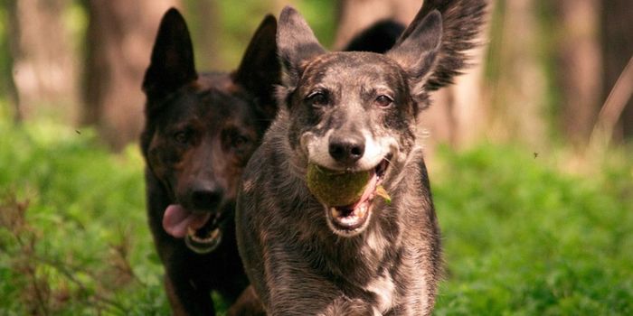 How Wolves Evolved into Dogs