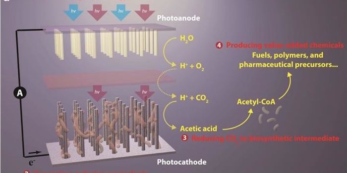 System Converts CO2  into Biodegradable Plastics, Pharmaceutical Drugs and Liquid Fuels