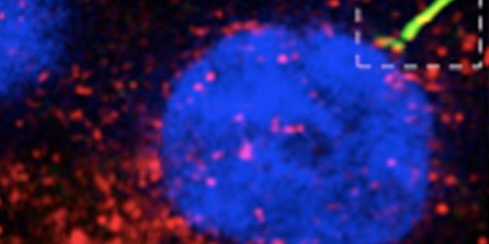 A Kind of 'Second Synapse' on Neurons - The Cilium