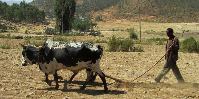 Teff: The Gluten-free African Grain That Has Antioxidant Power